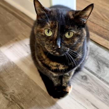 Rey -  Domestic Short Hair Cat for Adoption in Minneapolis, Minnesota - Rey | PetCurious