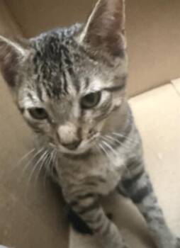 JANE -  Domestic Short Hair Cat for Adoption in San Antonio, Texas - JANE | PetCurious