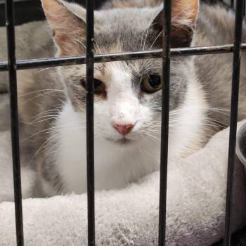 Domestic Short Hair Cats Available for Adoption in Corsicana, Texas - Peaches C46674 | PetCurious