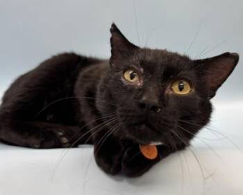 Bert -  Domestic Short Hair Cat for Adoption in Woodbury, Minnesota - Bert | PetCurious