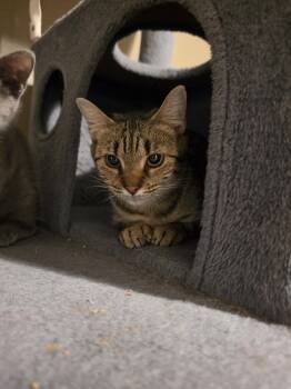 Foosball -  Domestic Short Hair Cat for Adoption in INDN HBR BCH, Florida - Foosball | PetCurious