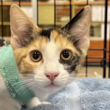 Daisy -  Domestic Short Hair Cat for Adoption in Sonora, California - Daisy | PetCurious
