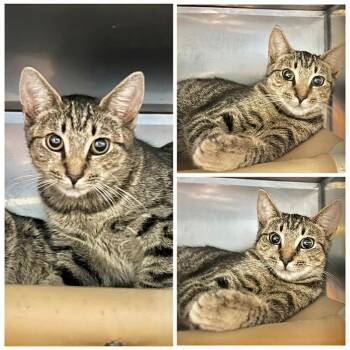 Paddy -  Domestic Short Hair Cat for Adoption in New York, New York - Paddy | PetCurious