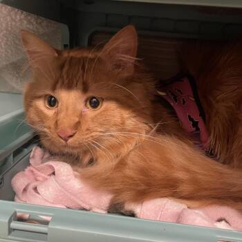 Domestic Long Hair Cats Available for Adoption in Edwardsville, Illinois - Mochi | PetCurious