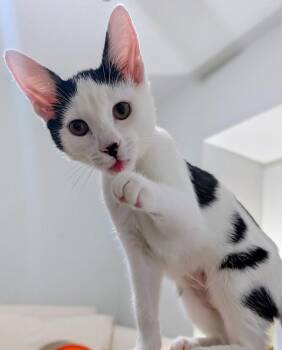 Cactus Rose26 -  Domestic Short Hair Cat for Adoption in Youngsville, North Carolina - Cactus Rose26 | PetCurious