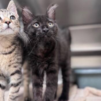 Eclair 28689 -  Domestic Medium Hair Cat for Adoption in Middleburg, Florida - Eclair 28689 | PetCurious