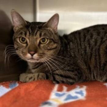 Domestic Short Hair Cats Available for Adoption in New York, New York - Blinker | PetCurious