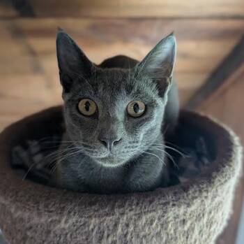 Sterling -  Domestic Short Hair Cat for Adoption in Waynesville, North Carolina - Sterling | PetCurious