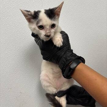 Grendel -  Domestic Short Hair Cat for Adoption in Abilene, Texas - Grendel | PetCurious