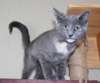 Rhonda -  Domestic Short Hair Cat for Adoption in Huron, South Dakota - Rhonda | PetCurious