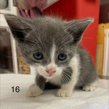 Quill -  Domestic Short Hair Cat for Adoption in Spokane, Washington - Quill | PetCurious