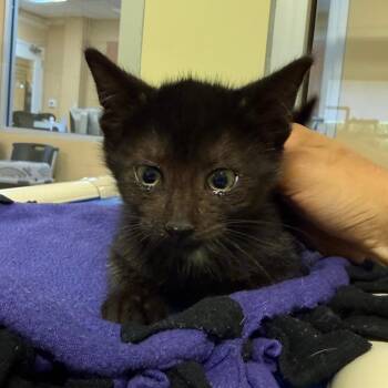 Petunia -  Domestic Short Hair Cat for Adoption - Petunia | PetCurious