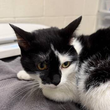 Artemis -  Domestic Short Hair Cat for Adoption in Murray, Utah - Artemis | PetCurious
