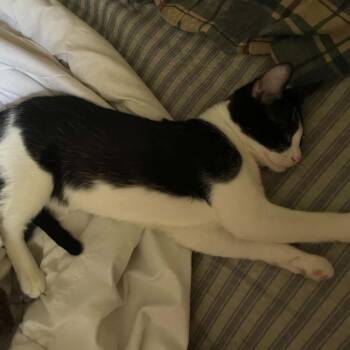 BMO Walker -  Domestic Short Hair Cat for Adoption in Eagle Mountain, Utah - BMO Walker | PetCurious