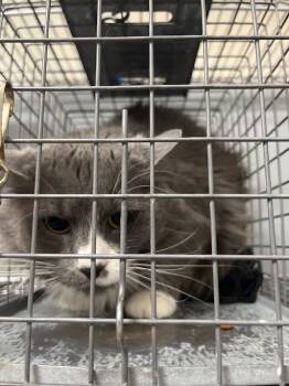 Domestic Long Hair Cats Available for Adoption in Las Vegas, Nevada - MINNIE MEOW | PetCurious
