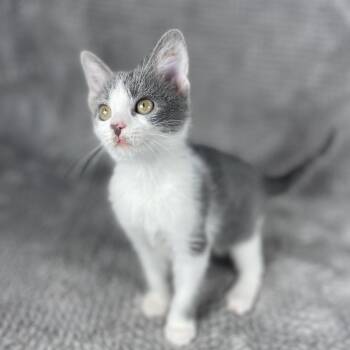 Wallie - Andrea foster -  Domestic Short Hair Cat for Adoption in Social Circle, Georgia - Wallie - Andrea Foster | PetCurious