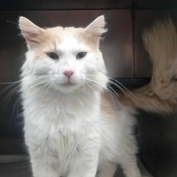 Butters -  Domestic Long Hair Cat for Adoption in South Riding, Virginia - Butters | PetCurious