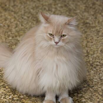 Norwegian Forest Cat and Calico Cats Available for Adoption in Brampton, Ontario - Huggies | PetCurious