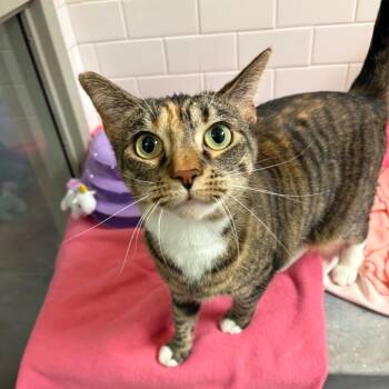 Isabella -  Domestic Short Hair Cat for Adoption in Pittsburgh, Pennsylvania - Isabella | PetCurious