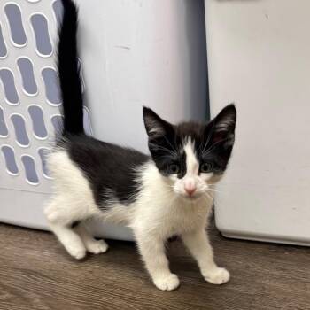 Eddie -  Domestic Short Hair Cat for Adoption in Buffalo, New York - Eddie | PetCurious