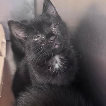 Ponyo -  Domestic Short Hair Cat for Adoption in South Haven, Michigan - Ponyo | PetCurious