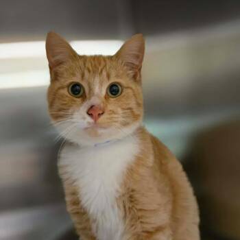 Domestic Short Hair Cats Available for Adoption in Oak Brook, Illinois - Squeaks | PetCurious