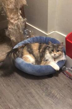 Naru -  Domestic Long Hair Cat for Adoption in Calgary, Alberta - Naru | PetCurious