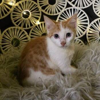 Chip -  Domestic Short Hair and Tabby Cat for Adoption in Penns Grove, New Jersey - Chip | PetCurious
