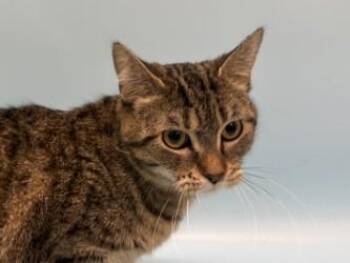 Domestic Short Hair Cats Available for Adoption - Piper | PetCurious