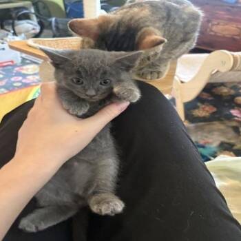 Hector -  Domestic Short Hair Cat for Adoption in Chicago, Illinois - Hector | PetCurious