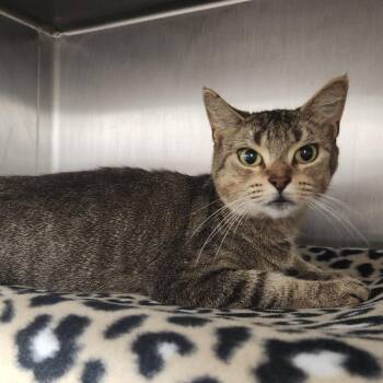 Alex -  Domestic Short Hair Cat for Adoption in Fort Wayne, Indiana - Alex | PetCurious