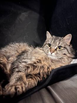 Domestic Long Hair Cats Available for Adoption in Albany, New York - Avalanche | PetCurious