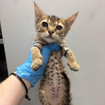 Rectangle -  Domestic Short Hair Cat for Adoption in Columbiana, Alabama - Rectangle | PetCurious
