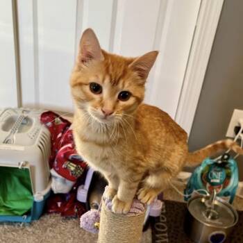 Domestic Short Hair Cats Available for Adoption - Clementine | PetCurious