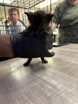 HUEY -  Domestic Short Hair Cat for Adoption in Sugar Land, Texas - HUEY | PetCurious
