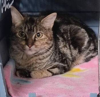 Paisley -  Domestic Short Hair Cat for Adoption in Ontonagon, Michigan - Paisley | PetCurious