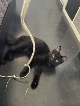 Hulu Watcher -  Domestic Medium Hair Cat for Adoption in Chandler, Arizona - Hulu Watcher | PetCurious