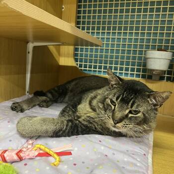 Virgil -  Domestic Short Hair Cat for Adoption in Manhattan, Kansas - Virgil | PetCurious