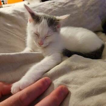 Chimney -  Domestic Short Hair Cat for Adoption in Chattanooga, Tennessee - Chimney | PetCurious