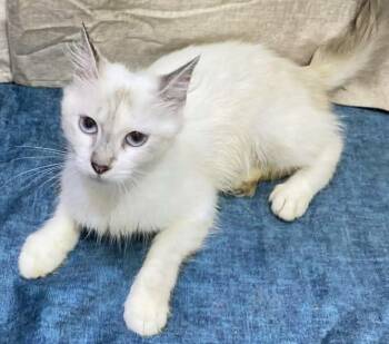 Kayla LN -  Ragdoll Cat for Adoption in Brampton, Ontario - Kayla LN | PetCurious
