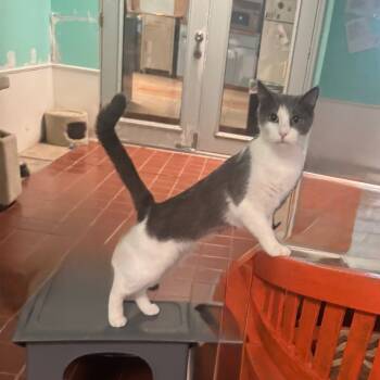 Rescue Domestic Short Hair Cats for Adoption in Tucson, Arizona - Penny | PetCurious