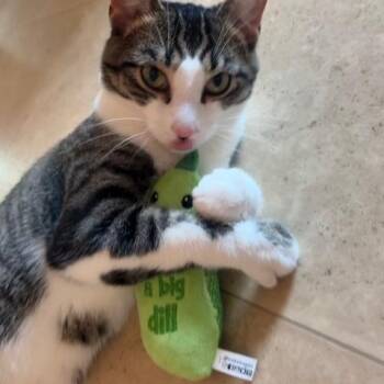 Ariel -  Domestic Short Hair Cat for Adoption in Oberlin, Ohio - Ariel | PetCurious