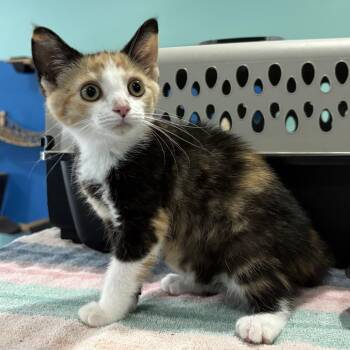 Sketti -  Domestic Short Hair Cat for Adoption in Falls Church, Virginia - Sketti | PetCurious