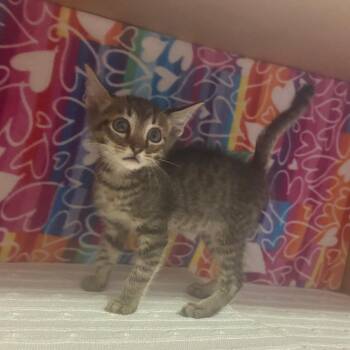 Drax -  Domestic Short Hair Cat for Adoption - Drax | PetCurious