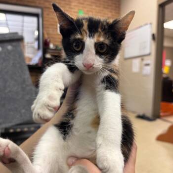 Mei -  Domestic Short Hair Cat for Adoption in Birmingham, Alabama - Mei | PetCurious