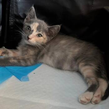 Athena -  Domestic Short Hair Cat for Adoption in Tustin, California - Athena | PetCurious