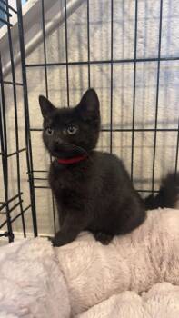 Taylin -  Domestic Medium Hair Cat for Adoption in Aurora, Colorado - Taylin | PetCurious