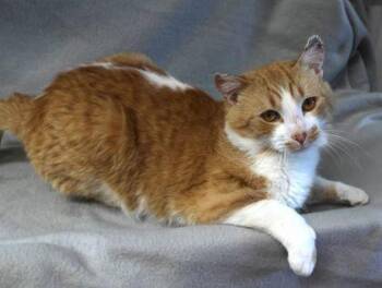 Domestic Short Hair Cats Available for Adoption - Lex Luther | PetCurious