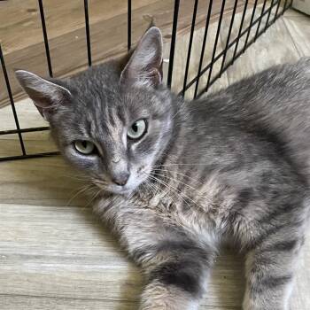 Domestic Short Hair Cats Available for Adoption in Fredericksburg, Virginia - Moonlight Serenade | PetCurious