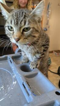 Sprouts -  Domestic Short Hair Cat for Adoption in Papillion, Nebraska - Sprouts | PetCurious